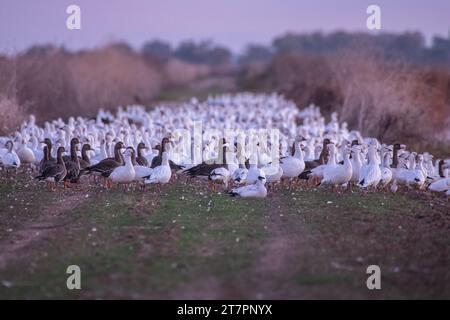 Gemischte Herde von Greater White-fronted Goose, Anser albifrons und Schneegänsen, Anser caerulescens, im Sacramento Wildlife Refuge in Kalifornien in der Abenddämmerung. Stockfoto