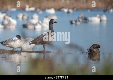 Eine blaue Schneegänse, Anser caerulescens, umgeben von normal aussehenden Gänsen in Sacramento Wildlfie Refugium im Central Valley von Kalifornien. Stockfoto