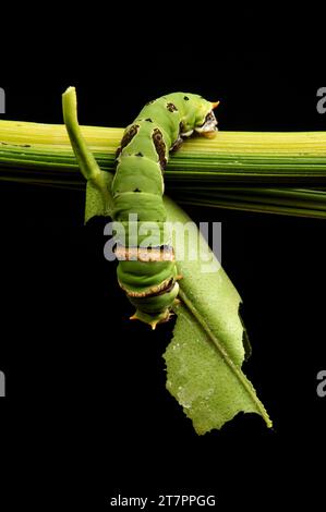 Grüne Raupen kriechen auf Ästen, während sie Blätter essen Stockfoto