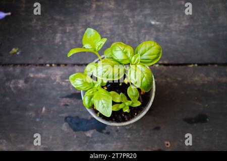 Basilikum-Kräuterpflanze Im Topf. Topfbasilikumpflanzen, die in recycelten Kunststofftöpfen wachsen. Draufsicht. Nahaufnahme. Stockfoto