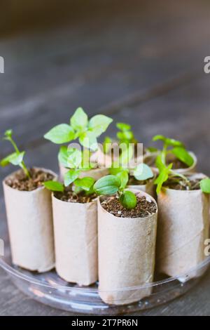 In biologisch abbaubaren Töpfen gepflanzte Setzlinge. Keimling wächst in recycelten leeren Toilettenpapierrollen. Selektiver Fokus. Stockfoto