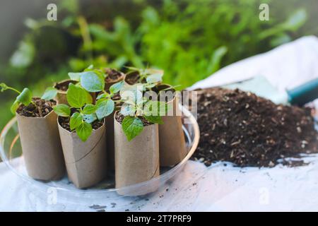 Setzlinge, die in biologisch abbaubaren Töpfen wachsen. Die Bilder zeigen Keimlinge, die in leeren Toilettenpapierrollen aus recyceltem Papier wachsen. Nahaufnahme. Selektiver Fokus. Stockfoto