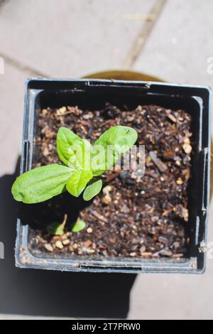 Pflanztopf. Topfblume. Junge Zinnia-Blüte in recyceltem Plastiktopf Pflanzen. Stockfoto