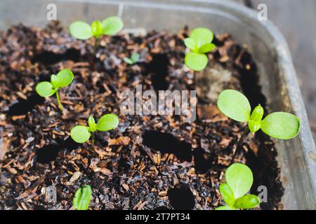 Topfblumensetzlinge. Zinnia-Setzlinge, die in recyceltem Plastiktopf Pflanzen und wachsen. Nahaufnahme. Selektiver Fokus. Stockfoto