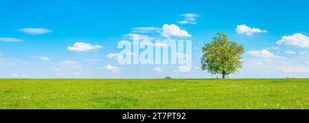 Kulturlandschaft im Frühjahr, einsame Eiche auf grüner Wiese, blauer Himmel mit (Cumulus-)Wolken, bei Hermsdorf, Thüringen, Deutschland Stockfoto