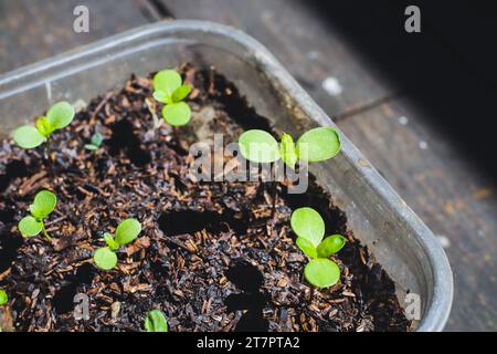 Zinnia-Setzlinge, die in recyceltem Plastiktopf wachsen. Nahaufnahme. Selektiver Fokus. Stockfoto