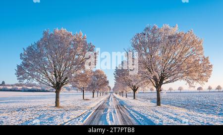 Winterlandschaft im Morgenlicht, Feld mit Schnee, Lindenallee mit Raureif, Unstruttal, Freyburg an der Unstrut, Sachsen-Anhalt Stockfoto