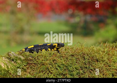 Feuersalamander (Salamandra salamandra), über Moos, Wildtiere, Nordrhein-Westfalen, Deutschland Stockfoto