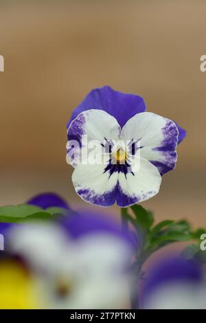 Gehörntes Violett (Viola cornuta Hybrid), Stiefmütterchen, Blume, Wilnsdorf, Nordrhein-Westfalen, Deutschland Stockfoto