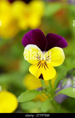 Gehörntes Violett (Viola cornuta Hybrid), Stiefmütterchen, Blume, Wilnsdorf, Nordrhein-Westfalen, Deutschland Stockfoto