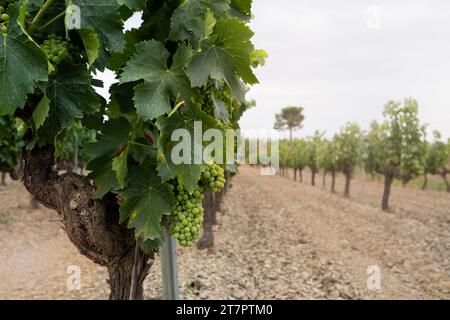 Rebflächen im Weinbaugebiet des Ursprungsgebiets Priorat in Katalonien Spanien Stockfoto