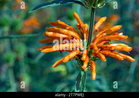 Löwenohr (Lamiaceae), Bayern, Deutschland Stockfoto