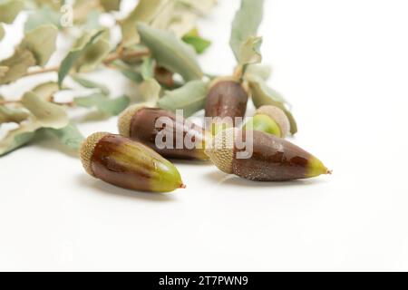 Reife Eicheln mit Tautropfen auf dem Zweig einer Eiche isoliert auf weißem Hintergrund Stockfoto