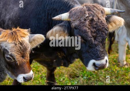 Niedlicher Stier und Kalbskuh auf dem Green Field in der Schweiz Stockfoto