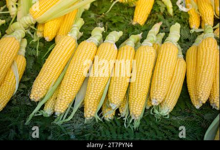 Viele organische frische Geschälte Körner als Essen Hintergrund Stockfoto