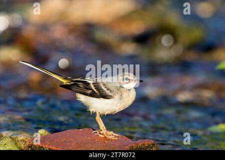 Graubachel (Motacilla cinerea), junger Vogel auf einem Stein in einem Bachbett, Hessen, Deutschland Stockfoto