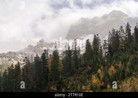Nebelschwaden im Naturpark Karwendel, Herbstfarben auf dem Bergahorn (Acer pseudoplatanus), dichte Wolkendecke, Tannen am Baum Stockfoto