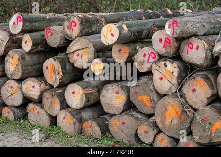 Stapel von Buchenholz (Fagus sylvatica). Karpaten, Polen. Stockfoto