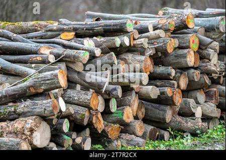 Stapel von Buchenholz (Fagus sylvatica). Karpaten, Polen. Stockfoto