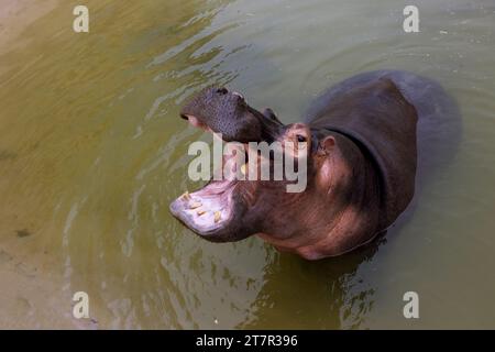 Ein riesiger Nilpferd im Wasser öffnet seinen Mund mit abgesägten Zähnen. Wildtiere in ihrem natürlichen Lebensraum. Afrikanische Tierwelt. Amphibien. Flusspferde - Th Stockfoto