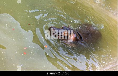 Ein riesiger Nilpferd im Wasser öffnet seinen Mund mit abgesägten Zähnen. Wildtiere in ihrem natürlichen Lebensraum. Afrikanische Tierwelt. Amphibien. Flusspferde - Th Stockfoto