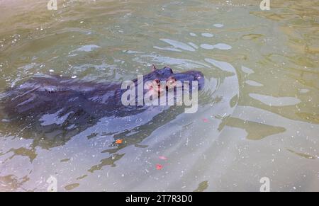 Ein riesiger Nilpferd im Wasser öffnet seinen Mund mit abgesägten Zähnen. Wildtiere in ihrem natürlichen Lebensraum. Afrikanische Tierwelt. Amphibien. Flusspferde - Th Stockfoto