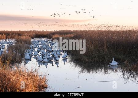 Schwärme von wandernden Schneegänsen (Anser caerulescens) überqueren und bewohnen das Sumpfgebiet des Sacramento Wildlife Refuge in Kalifornien. Stockfoto