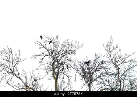 Silhouette mehrerer Aas-Krähen (Corvus), die in den Baumkronen auf einem entblätterten Baum mit grauem Himmel im Hintergrund sitzen Stockfoto