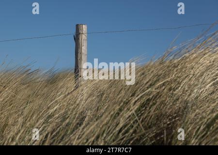 Ein Holzhaufen als Teil eines Zauns zwischen Marramgras ((Ammophila arenaria) in der Sonne Stockfoto