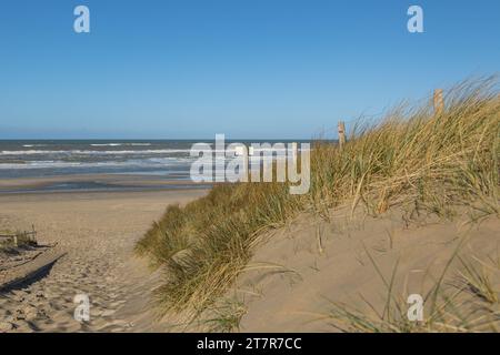Marramgras (Ammophila arenaria) in der Sonne vor der Küste der niederländischen Nordsee in der Nähe von Egmond aan Zee Stockfoto