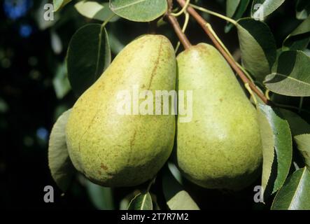 U-Pick Bartlett Pear Orchard, Marion County, Oregon Stockfoto