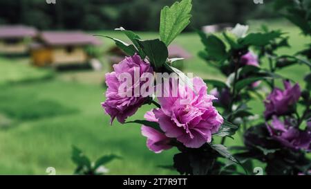 Frische Quittenblüten Dahlien sind Zwiebelsträucher, die jährlich in der Natur sind und von Sommer bis Herbst blühen. Hellrosa Dahlien vom Typ Blue Bell. Stockfoto