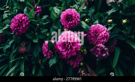 Dahlien sind Zwiebelsträucher, die jährlich von Sommer bis Herbst blühen. Hellrosa Dahlien vom Typ Blue Bell. Nahaufnahme des rosa Flusses Stockfoto