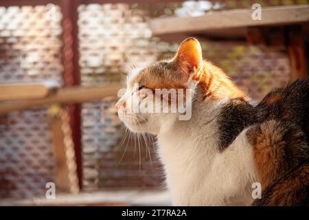 Braune und weiße Hauskatze, entspannt und glücklich Stockfoto