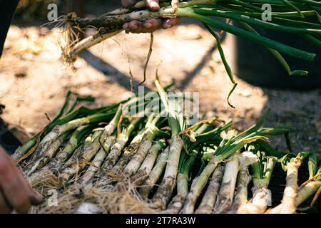 Varios calcots ist eine Vielzahl von zarten Zwiebeln. „Calcotada“. Typisch katalanisches Essen, das mit einer köstlichen Sauce gegessen wird. Stockfoto