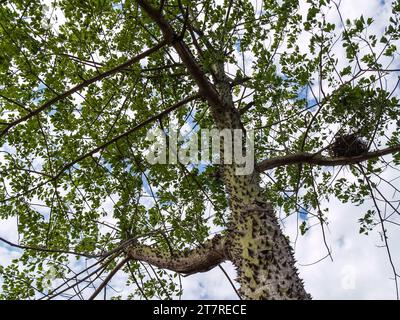 Ein üppig grüner Baum in einer Parklandschaft, mit vielen schlanken Ästen, die sich vom Stamm erstrecken und mit weißen Blättern verziert sind Stockfoto