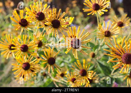 Rudbeckia subtomentosa (süßer Coneflower). Süße gelbe süße Kornblumen blühen im Rijksmuseum, Amsterdam, Niederlande. Unschärfe. Stockfoto