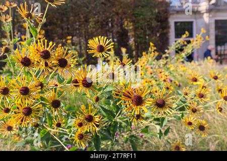 Rudbeckia subtomentosa (süßer Coneflower). Süße gelbe süße Kornblumen blühen im Rijksmuseum, Amsterdam, Niederlande. Stockfoto