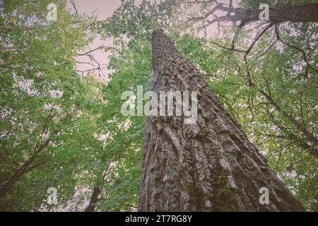 Riesenpappel im Sommerwald mit Fokus auf Rinde Stockfoto