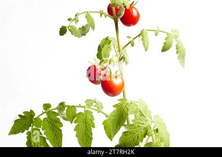 Tomatenpflanze isoliert auf weißem Hintergrund. Grüner Setzling frischer reifer roter Tomaten, Nahaufnahme Stockfoto