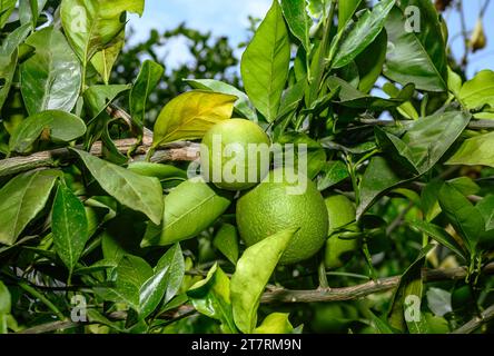 Sweet Malta Orange Fruit Plant oder Sweet Malta Lemon ist eine köstliche und leicht zu schälende Frucht, die reich an Vitaminen, Mineralien und Antioxidantien ist und im Allgemeinen als Geschmack wie Melasse beschrieben wird. Die Farbe ähnelt der Farbe kräftig (dunkelbraun), ist aber leicht süß und die Vorteile von gepfropften Bäumen produzieren schneller Früchte. Lokal angebaute grüne süße Orange, oder Malta, erhöht die Immunität und hat sich als sehr hilfreich bei der Behandlung von Menschen mit Anämie erwiesen. Die beliebte Frucht enthält auch eine Faserart namens Pektin, die zur Vorbeugung von Darmkrebs beiträgt. Nabin Nagar, Westbengalen, Indien. Stockfoto