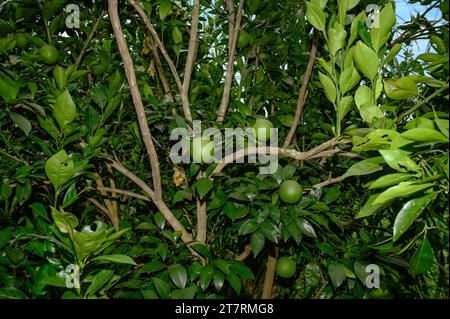 Sweet Malta Orange Fruit Plant oder Sweet Malta Lemon ist eine köstliche und leicht zu schälende Frucht, die reich an Vitaminen, Mineralien und Antioxidantien ist und im Allgemeinen als Geschmack wie Melasse beschrieben wird. Die Farbe ähnelt der Farbe kräftig (dunkelbraun), ist aber leicht süß und die Vorteile von gepfropften Bäumen produzieren schneller Früchte. Lokal angebaute grüne süße Orange, oder Malta, erhöht die Immunität und hat sich als sehr hilfreich bei der Behandlung von Menschen mit Anämie erwiesen. Die beliebte Frucht enthält auch eine Faserart namens Pektin, die zur Vorbeugung von Darmkrebs beiträgt. Nabin Nagar, Westbengalen, Indien. Stockfoto