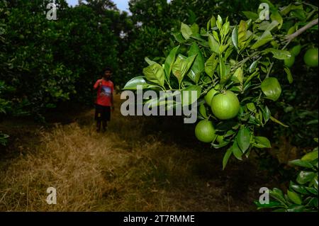 Sweet Malta Orange Fruit Plant oder Sweet Malta Lemon ist eine köstliche und leicht zu schälende Frucht, die reich an Vitaminen, Mineralien und Antioxidantien ist und im Allgemeinen als Geschmack wie Melasse beschrieben wird. Die Farbe ähnelt der Farbe kräftig (dunkelbraun), ist aber leicht süß und die Vorteile von gepfropften Bäumen produzieren schneller Früchte. Lokal angebaute grüne süße Orange, oder Malta, erhöht die Immunität und hat sich als sehr hilfreich bei der Behandlung von Menschen mit Anämie erwiesen. Die beliebte Frucht enthält auch eine Faserart namens Pektin, die zur Vorbeugung von Darmkrebs beiträgt. Nabin Nagar, Westbengalen, Indien. Stockfoto