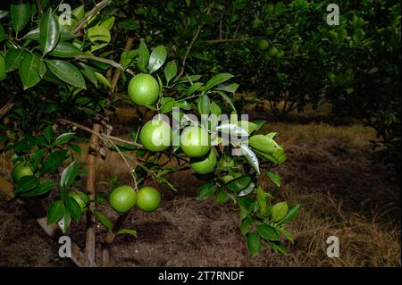 Sweet Malta Orange Fruit Plant oder Sweet Malta Lemon ist eine köstliche und leicht zu schälende Frucht, die reich an Vitaminen, Mineralien und Antioxidantien ist und im Allgemeinen als Geschmack wie Melasse beschrieben wird. Die Farbe ähnelt der Farbe kräftig (dunkelbraun), ist aber leicht süß und die Vorteile von gepfropften Bäumen produzieren schneller Früchte. Lokal angebaute grüne süße Orange, oder Malta, erhöht die Immunität und hat sich als sehr hilfreich bei der Behandlung von Menschen mit Anämie erwiesen. Die beliebte Frucht enthält auch eine Faserart namens Pektin, die zur Vorbeugung von Darmkrebs beiträgt. Nabin Nagar, Westbengalen, Indien. Stockfoto