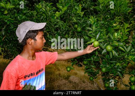 Sweet Malta Orange Fruit Plant oder Sweet Malta Lemon ist eine köstliche und leicht zu schälende Frucht, die reich an Vitaminen, Mineralien und Antioxidantien ist und im Allgemeinen als Geschmack wie Melasse beschrieben wird. Die Farbe ähnelt der Farbe kräftig (dunkelbraun), ist aber leicht süß und die Vorteile von gepfropften Bäumen produzieren schneller Früchte. Lokal angebaute grüne süße Orange, oder Malta, erhöht die Immunität und hat sich als sehr hilfreich bei der Behandlung von Menschen mit Anämie erwiesen. Die beliebte Frucht enthält auch eine Faserart namens Pektin, die zur Vorbeugung von Darmkrebs beiträgt. Nabin Nagar, Westbengalen, Indien. Stockfoto