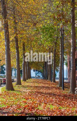 Herbstebenen bedecken den Boden zwischen einer Reihe von Ahornbäumen in einem Stadtpark in Geelong in Victoria, Australien Stockfoto