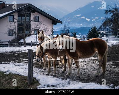 Drei mehrfache braune Pferde auf einem Bauernhof im Winter, schneebedeckter Boden Stockfoto