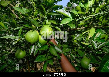 Sweet Malta Orange Fruit Plant oder Sweet Malta Lemon ist eine köstliche und leicht zu schälende Frucht, die reich an Vitaminen, Mineralien und Antioxidantien ist und im Allgemeinen als Geschmack wie Melasse beschrieben wird. Die Farbe ähnelt der Farbe kräftig (dunkelbraun), ist aber leicht süß und die Vorteile von gepfropften Bäumen produzieren schneller Früchte. Lokal angebaute grüne süße Orange, oder Malta, erhöht die Immunität und hat sich als sehr hilfreich bei der Behandlung von Menschen mit Anämie erwiesen. Die beliebte Frucht enthält auch eine Faserart namens Pektin, die zur Vorbeugung von Darmkrebs beiträgt. Nabin Nagar, Westbengalen, Indien. Stockfoto