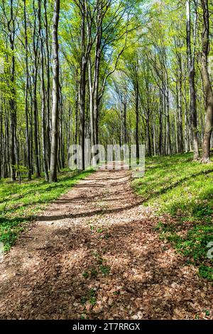 Frischer, grüner Bergwald im Frühling, der Gipfel des Velky Lopenik in den Galle Karpaty Mountains Stockfoto