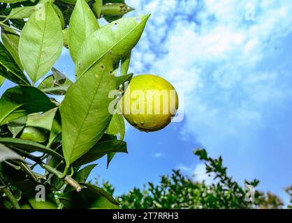 Sweet Malta Orange Fruit Plant oder Sweet Malta Lemon ist eine köstliche und leicht zu schälende Frucht, die reich an Vitaminen, Mineralien und Antioxidantien ist und im Allgemeinen als Geschmack wie Melasse beschrieben wird. Die Farbe ähnelt der Farbe kräftig (dunkelbraun), ist aber leicht süß und die Vorteile von gepfropften Bäumen produzieren schneller Früchte. Lokal angebaute grüne süße Orange, oder Malta, erhöht die Immunität und hat sich als sehr hilfreich bei der Behandlung von Menschen mit Anämie erwiesen. Die beliebte Frucht enthält auch eine Faserart namens Pektin, die zur Vorbeugung von Darmkrebs beiträgt. Nabin Nagar, Westbengalen, Indien. Stockfoto